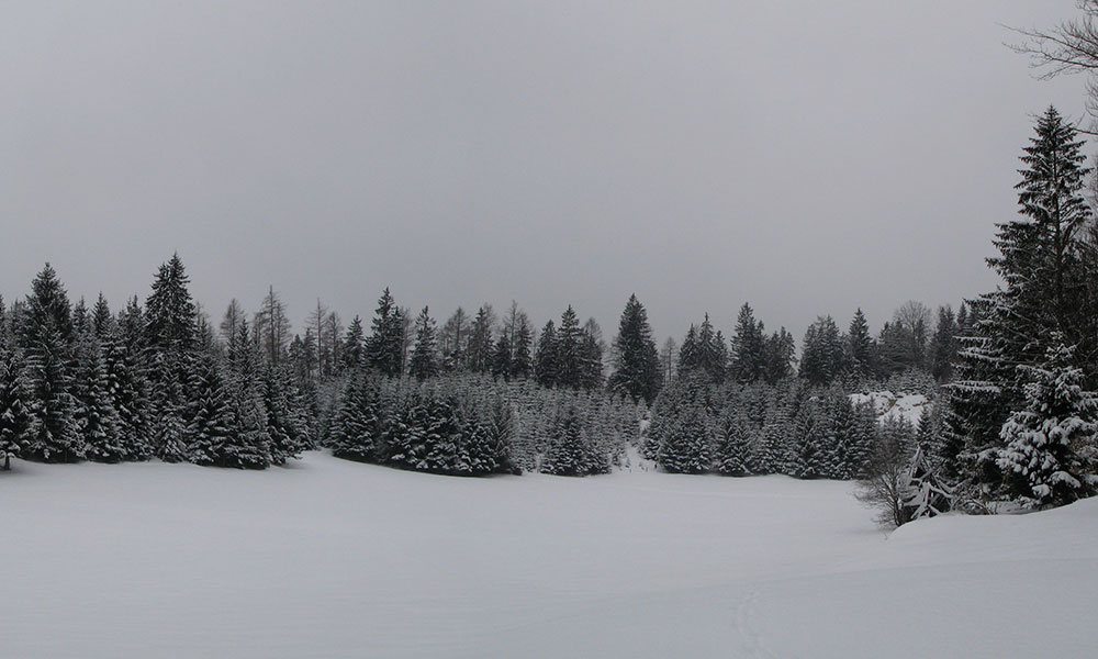 Winterwald